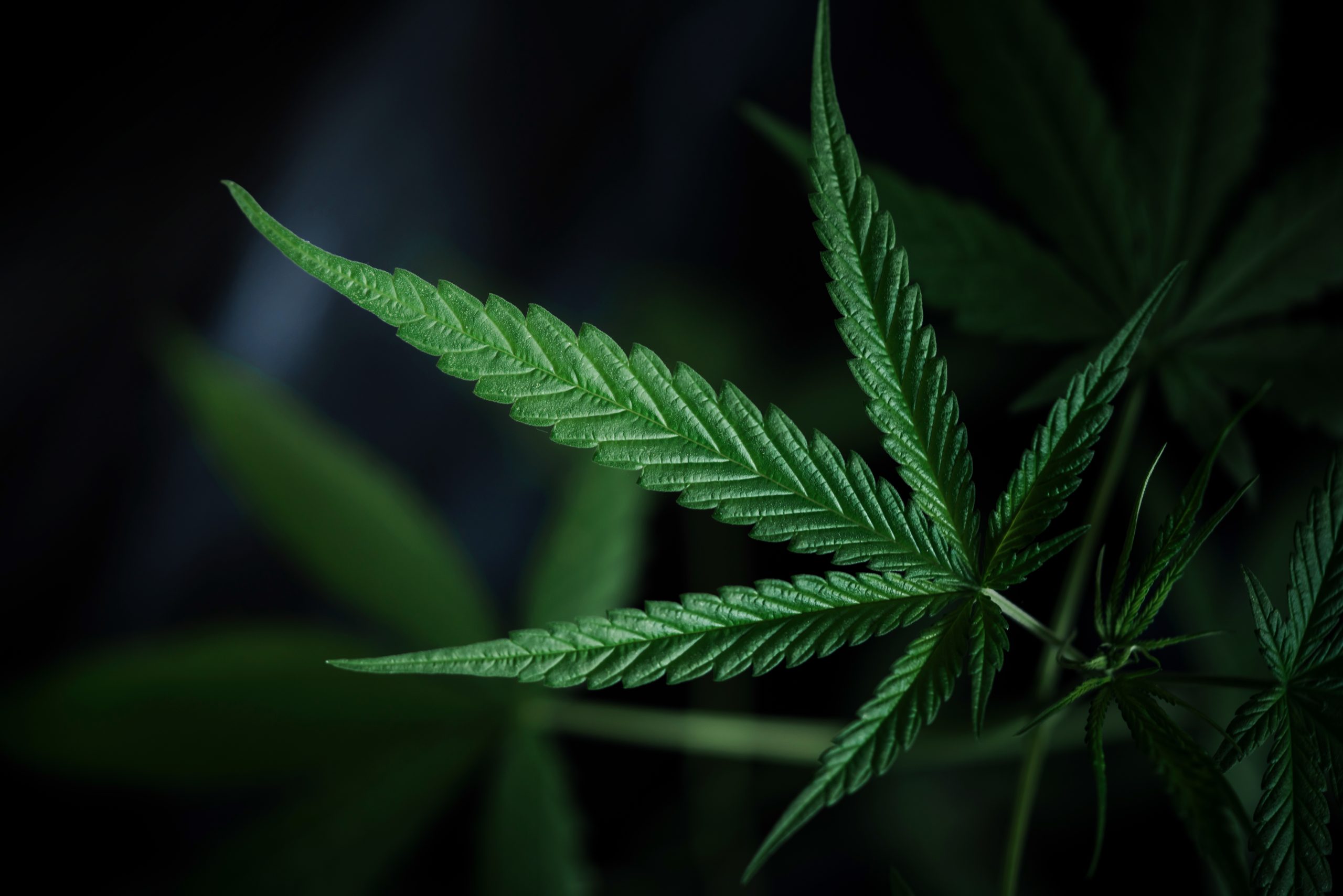 Cannabis leaf against a dark background
